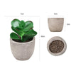 DS BS 6PCS Artificial Potted Succulent Plants